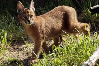 Caracal large cats clearance